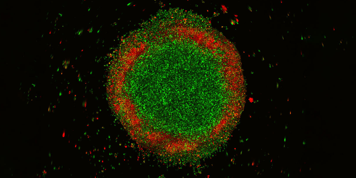 3D in-vitro system