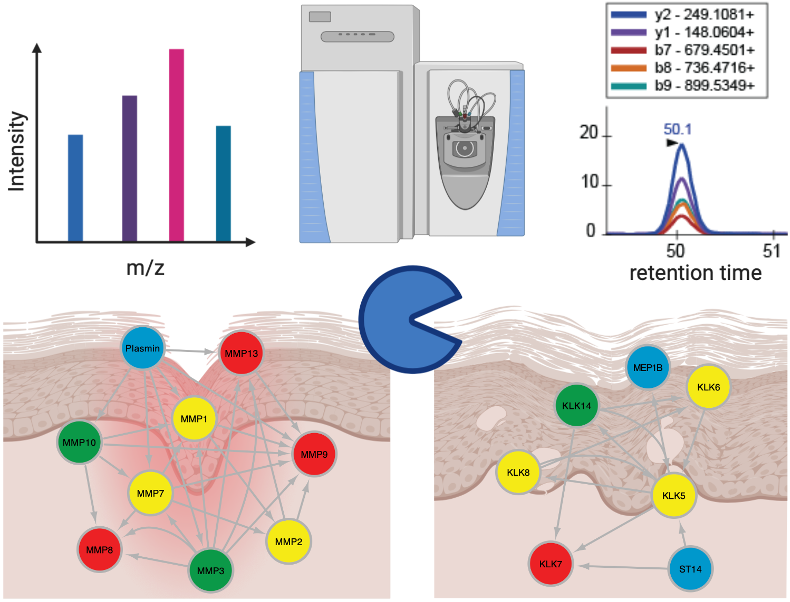 Spectrometry-based proteomics and degradomics approaches are combined with customized sample preparation technologies to identify proteases, their interactions and substrates in normal and diseased skin tissue. Figure created with BioRender.com.