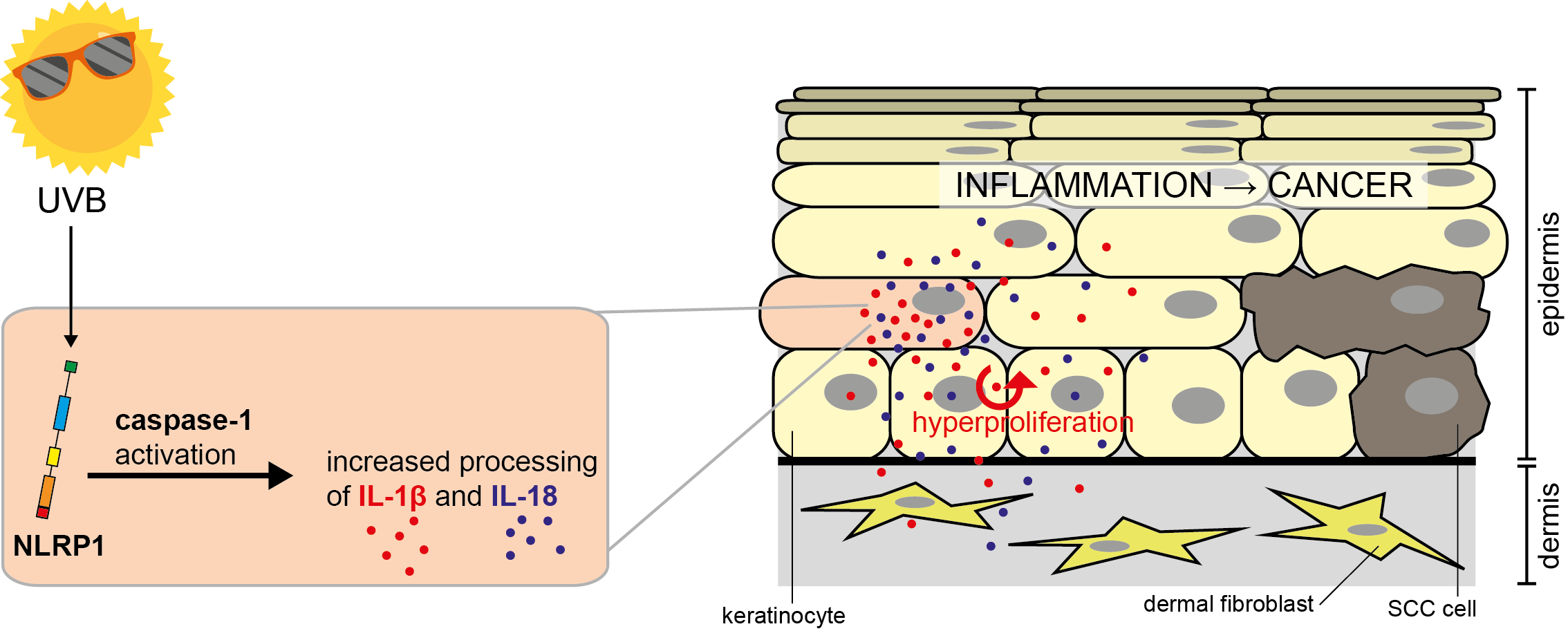 UVB irradiation activates NLRP1 in keratinocytes, which results in secretion of the proinflammatory cytokines IL-1α and -18. This causes inflammation in the skin and hyperproliferation of keratinocytes, which may result in skin cancer development.
