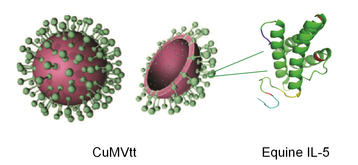 IL-5 of the horse is linked to the surface of a virus like particle, derived from the Cucumber Mosaic Virus (CuMV). As IL-5 is a self-antigen, it would not be immunogenic if injected uncoupled. In contrast, displayed on the surface of a virus like particle, IL-5 becomes highly immunogenic, allowing for active vaccination against a self-antigen. In contrast to use of monoclonal antibodies blocking cytokines ("passive anti-cytokine vaccination"), coupling of cytokines to virus like particles enables "active anti-cytokine vaccination".