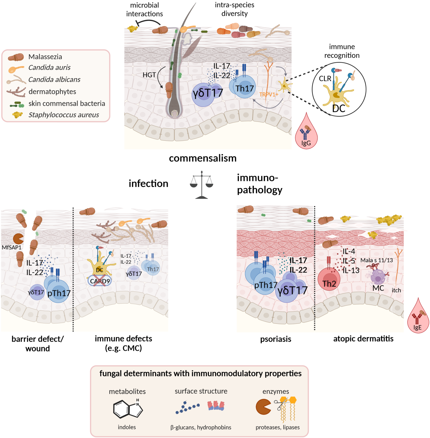 Commensalism: Homeostatic immune mechanisms involving IL-17 and IL-22 cytokines keep in check fungal skin commensals. Infection: Skin barrier defects and impaired immune defenses predispose to skin fungal infections. Immunopathology: Dysregulated antifungal immunity is associated with the pathogenesis of chronic inflammatory skin disorders such as psoriasis and atopic dermatitis. Our lab studies the impact of fungal determinants in the balance between these three processes.