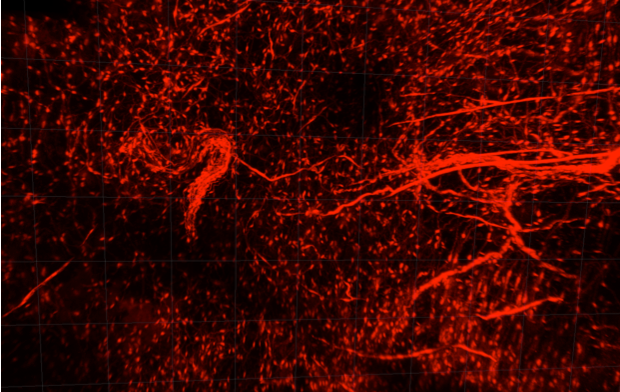 Cells in peripheral nerves (red strings) acquire stem cell features upon skin injury and disseminate into the wound bed (red dots) to support the wound healing process.