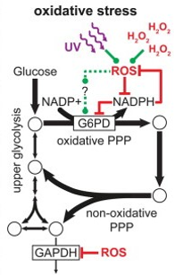 The acute response of the epidermis to oxidative stress.